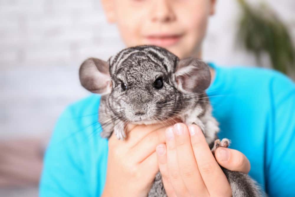 boy holding a chinchilla closeup