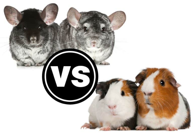 Chinchilla vs. Guinea Pig: What’s The Difference