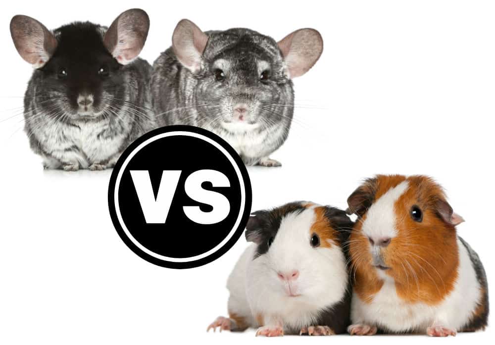 pair of chinchillas and pair of guinea pigs with text overlay