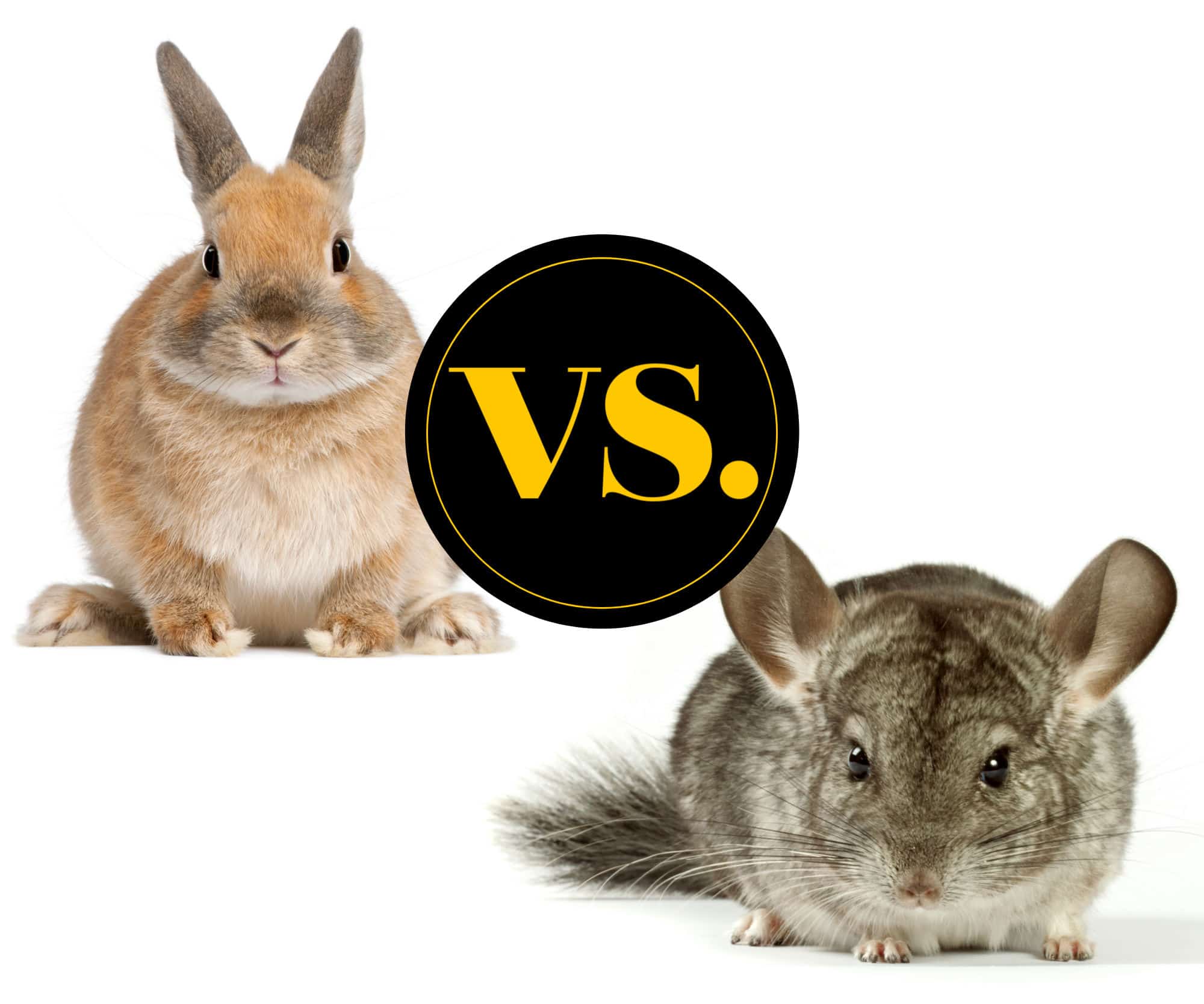 chinchilla vs rabbits