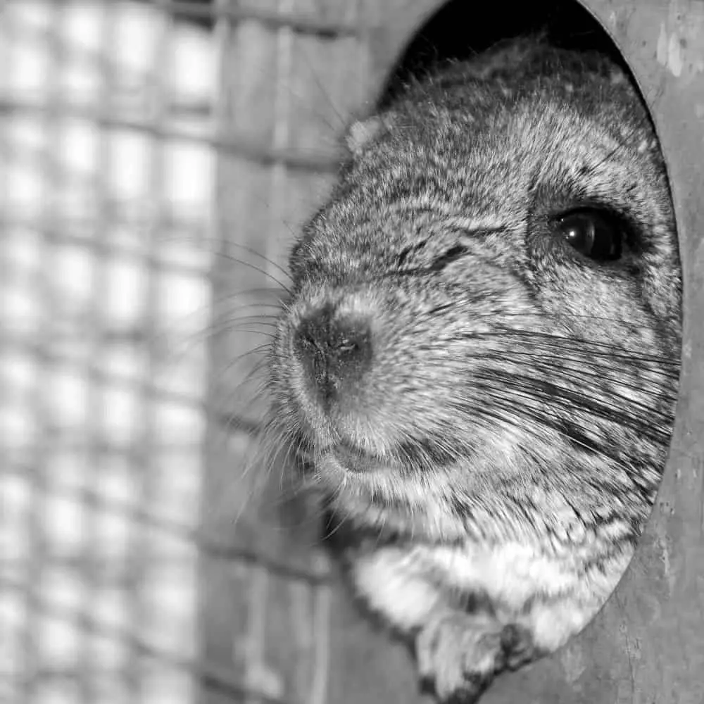 black and white chinchilla peeking out of its hide