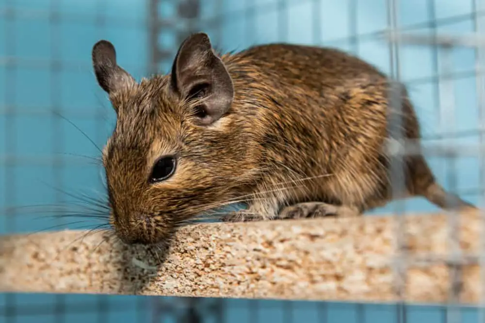 degu in cage