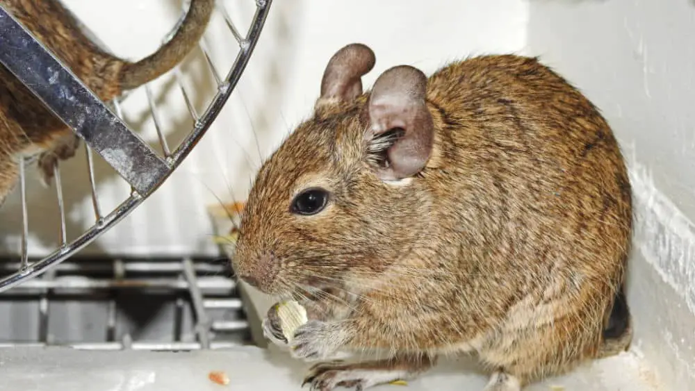 Small and funny Australian home pet Degu.