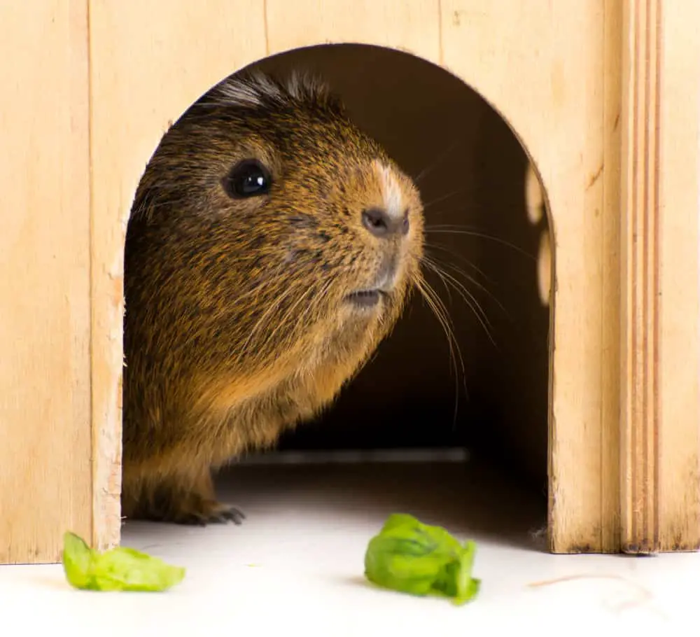 guinea pig peeking out of its hide