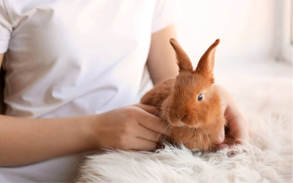 Girl holding small rabbit, closeup