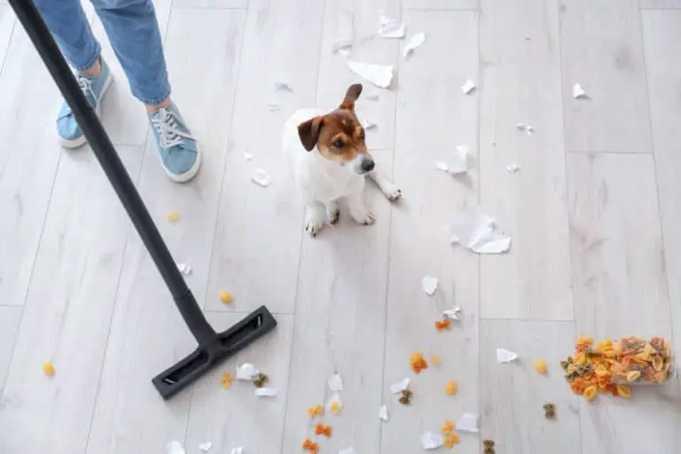 Best Vacuums For Pet Hair 2021