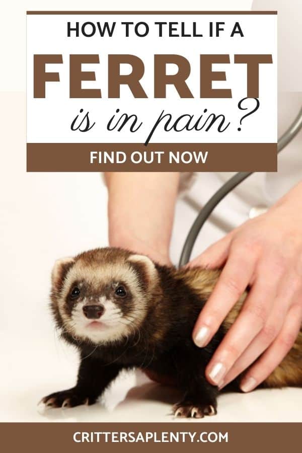 Wouldn't it be wonderful if we could talk to our ferrets and ask them how they are and if they need anything? Asking them what hurts and how it feels could solve a lot of mysteries. However, unfortunately, we have to rely on our ability to read a ferret's body language. The way they act and sound gives you plenty of clues if they are happy or feel bad. Let's talk about how to tell if a ferret is in pain and 20 signs to look for. via @crittersaplenty