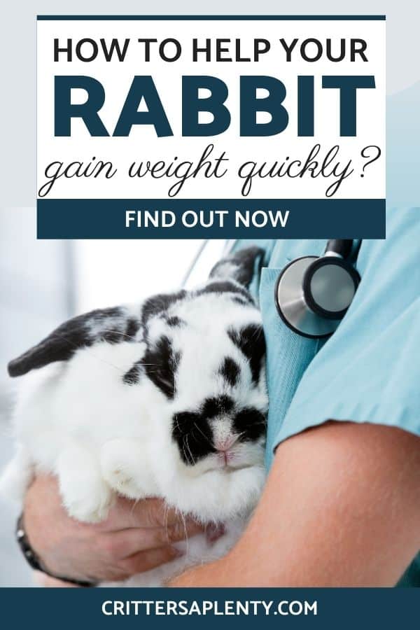 A sick bunny isn't a happy bunny. And one of the biggest concerns after an illness is weight loss. If your rabbit loses too much weight, it can be difficult to recover fully. Weight gain is a delicate process. And if not done correctly, it can cause more problems. Today we are going to discuss how to help a rabbit gain weight quickly and safely. #petcare #rabbitcare #rabbits via @crittersaplenty