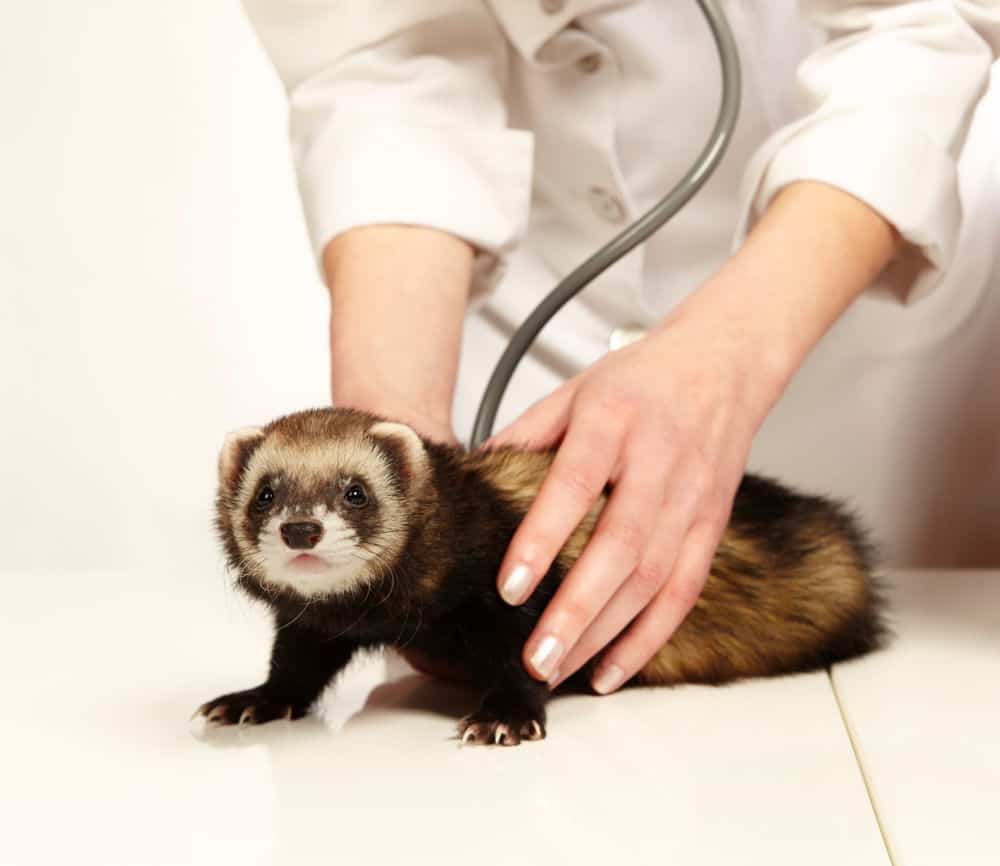 ferret at the vet for a check up