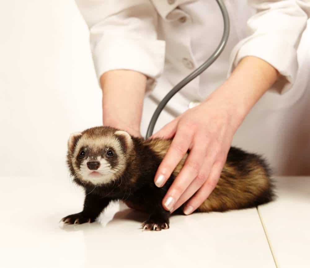 Ferret giardia treatment - Kerek féreg csirkékben