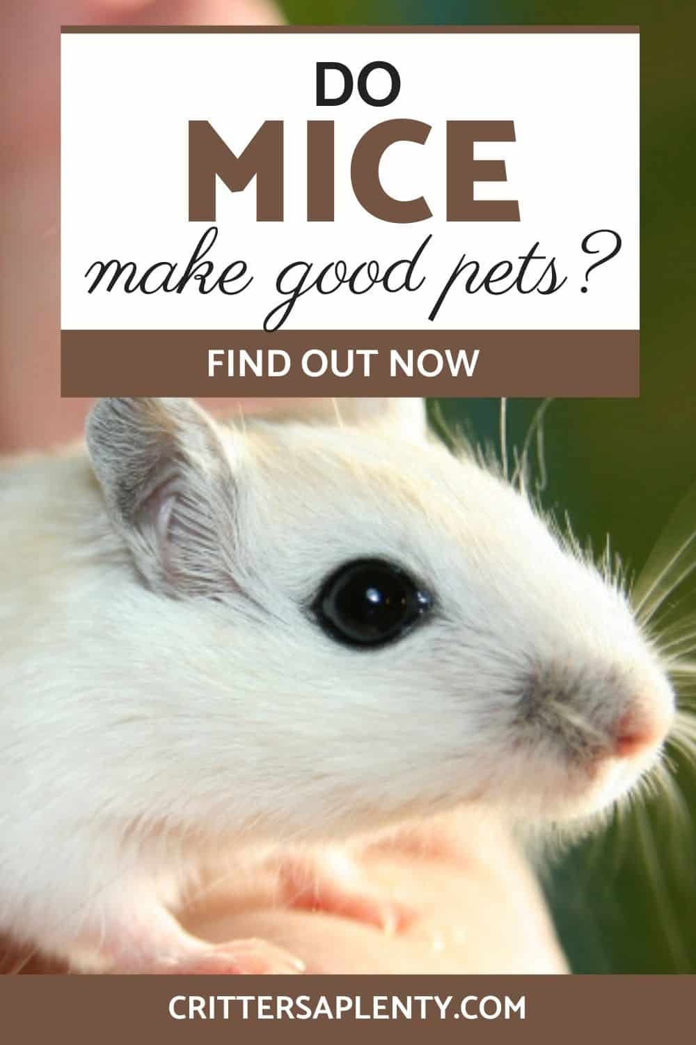 We think pet mice make excellent pets for children and adults alike. They are adorable, affectionate, and easy to care for as they are not demanding. Read on to discover why mice make excellent pets. You will also learn how to choose and take care of your pets, including how to feed, house, keep them active, and lots more. via @crittersaplenty