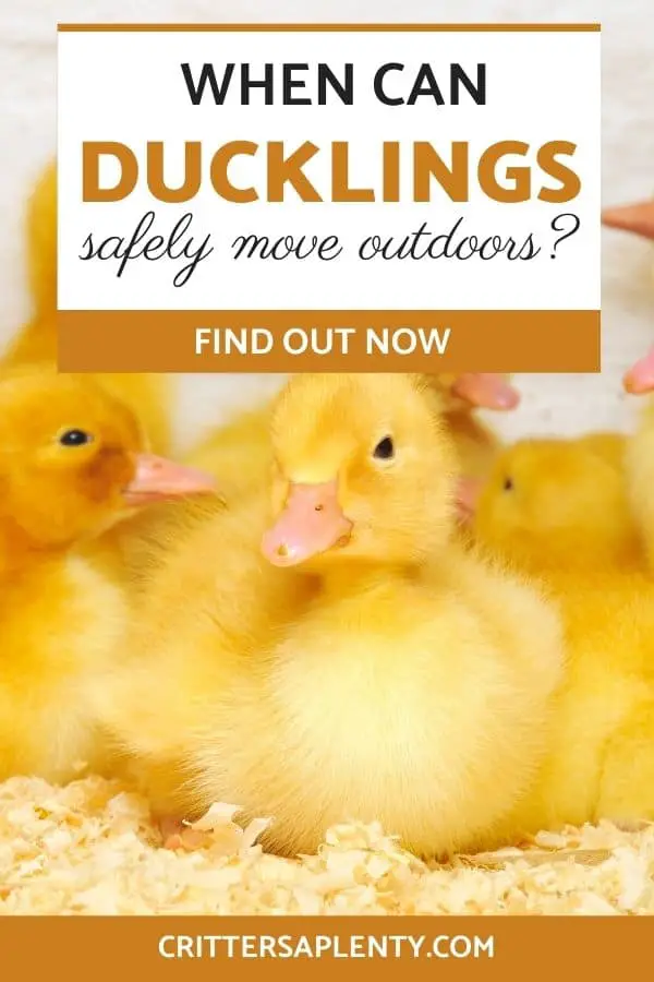 There is no denying that ducklings are the cutest little balls of fluff around come springtime, but they are also some of the messiest little critters! No matter how cute they are, you will be more than ready to move them outside when the time comes. However, you want to be careful to ensure that they are prepared and equipped to endure life outside of their safe, warm brooder. #duckcare #ducks #petcare via @crittersaplenty