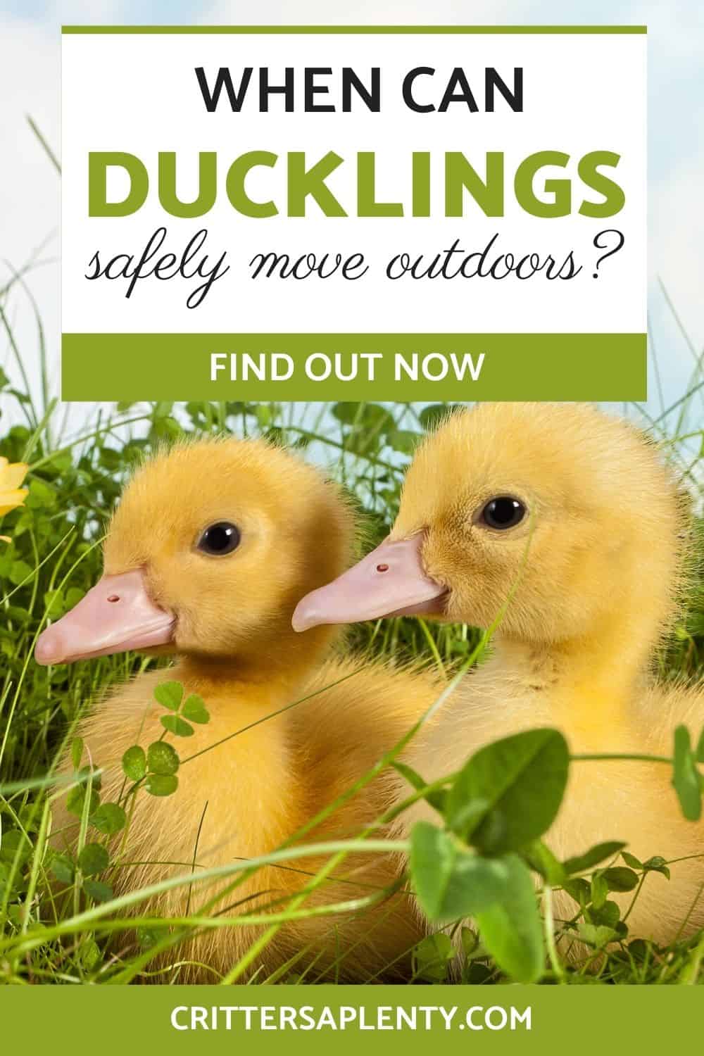 There is no denying that ducklings are the cutest little balls of fluff around come springtime, but they are also some of the messiest little critters! No matter how cute they are, you will be more than ready to move them outside when the time comes. However, you want to be careful to ensure that they are prepared and equipped to endure life outside of their safe, warm brooder. #duckcare #ducks #petcare via @crittersaplenty