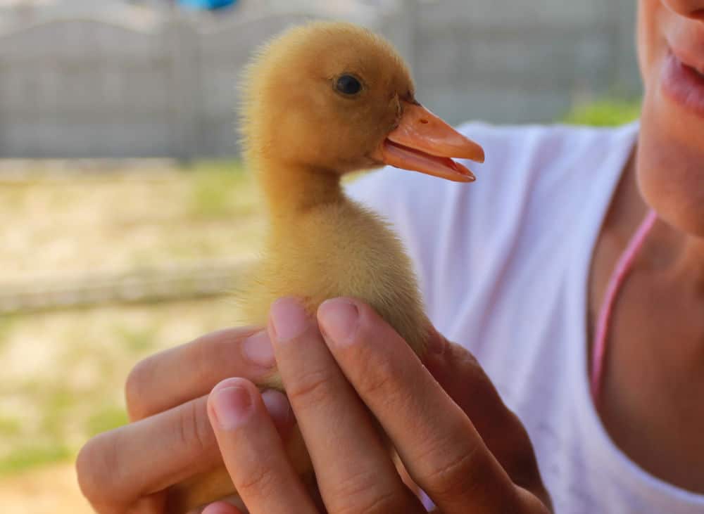 yellow duckling in the hands of a young woman