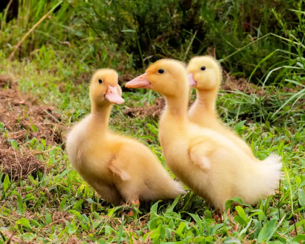 three yellow ducks exploring the outdoors