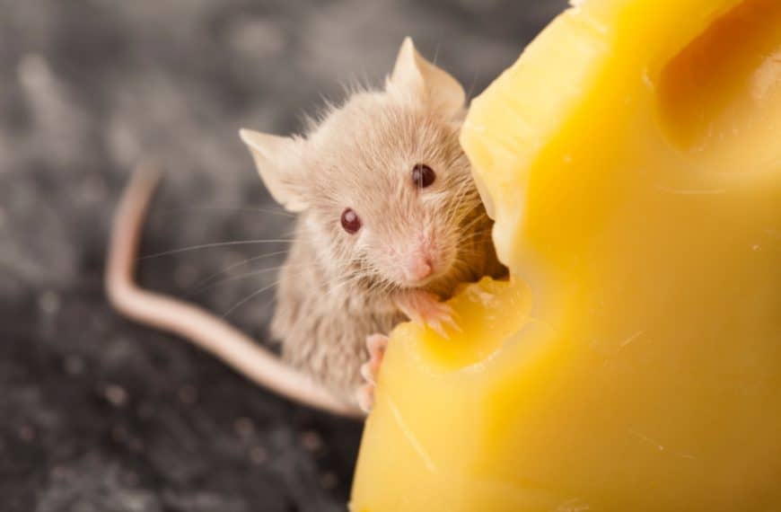 little tan mouse eating cheese