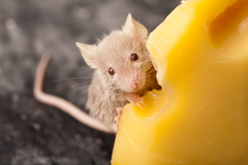 little tan mouse eating cheese