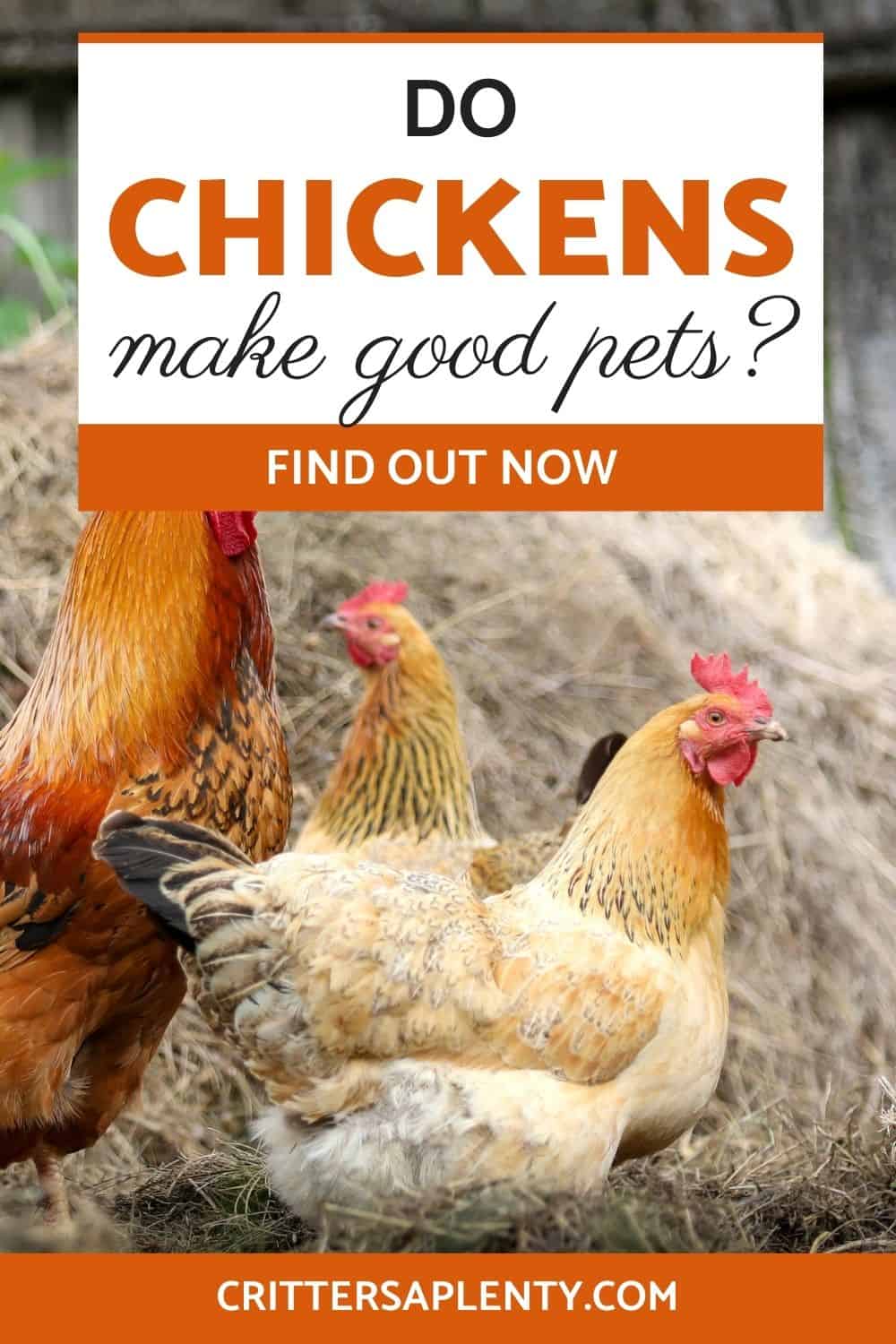 You might have noticed that the urban chicken business has exploded this past decade. Many people raise chickens for fresh meat and eggs. But did you know there is an expanding market of people looking for pet chickens? You might be thinking this is impossible. They are large birds, after all. But a part of you is wondering, do chickens make good pets? Keep reading to be persuaded into your own small flock. via @crittersaplenty