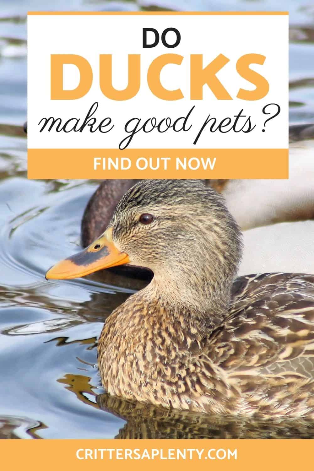 The world of backyard poultry has boomed in the last ten years. Many people are learning that these "farm" animals have a lot more to offer than just meat and eggs. There are even famous Instagram ducks that have thousands of followers. But do ducks make good pets? How does this work? The best way to figure out if a pet is right for you is by looking at a few pros and cons. via @crittersaplenty