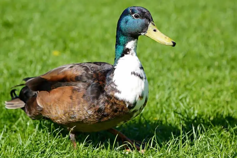 Do Ducks Make Good Pets? Critters Aplenty