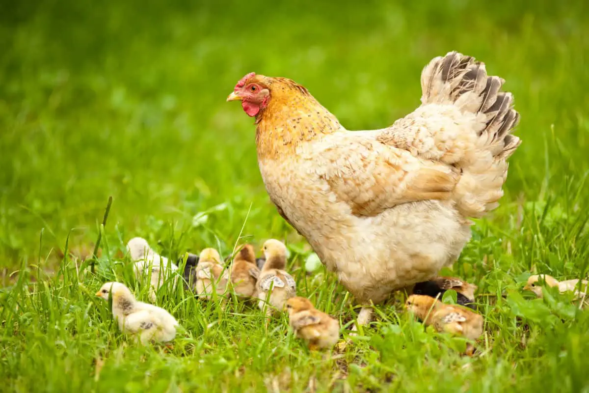 Do Chickens Make Good Pets? Critters Aplenty
