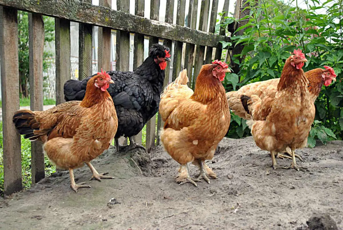 Do Chickens Make Good Pets? Critters Aplenty