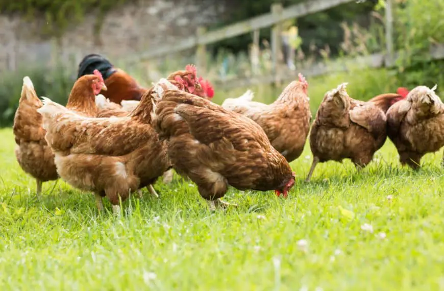 flock of chickens on the grass