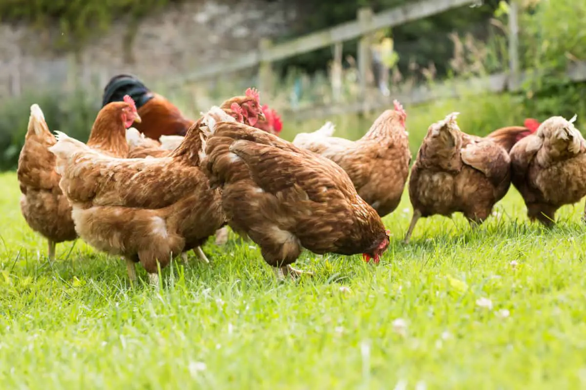 flock of chickens on the grass