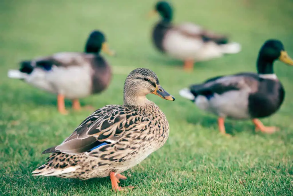 domestic ducks on the grass