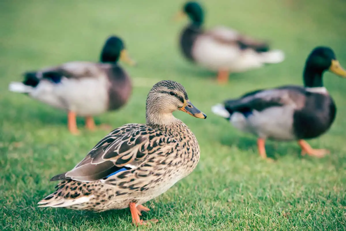 Do Ducks Make Good Pets? Critters Aplenty