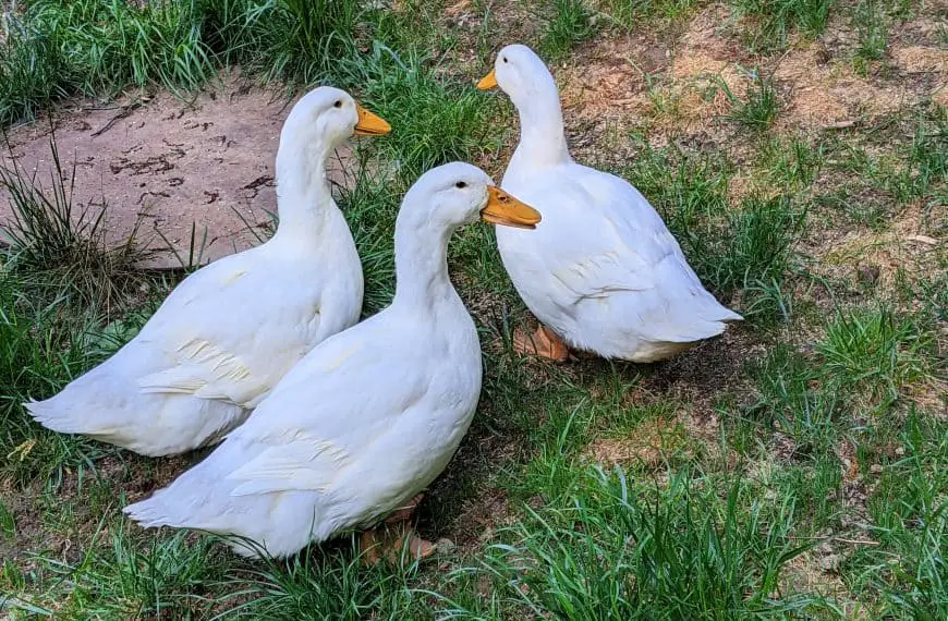 three white pekin ducks in the grass