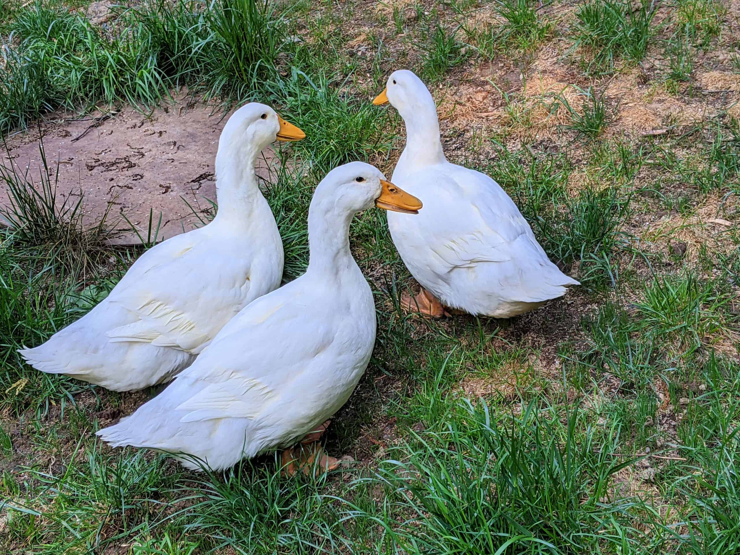 three white pekin ducks in the grass