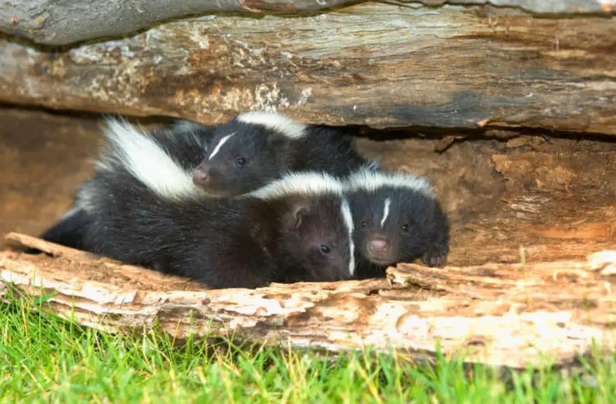 What To Feed Orphaned Baby Skunks?
