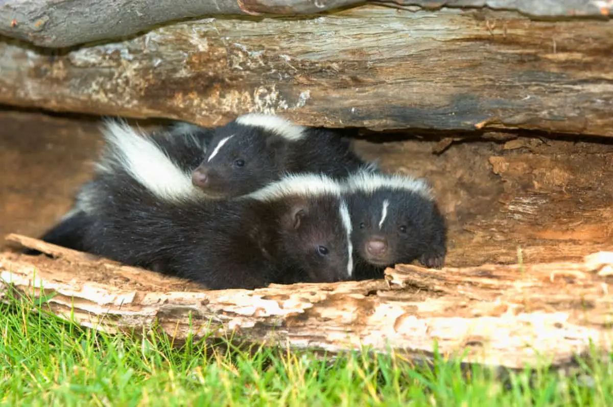 three little baby skunks huddled together