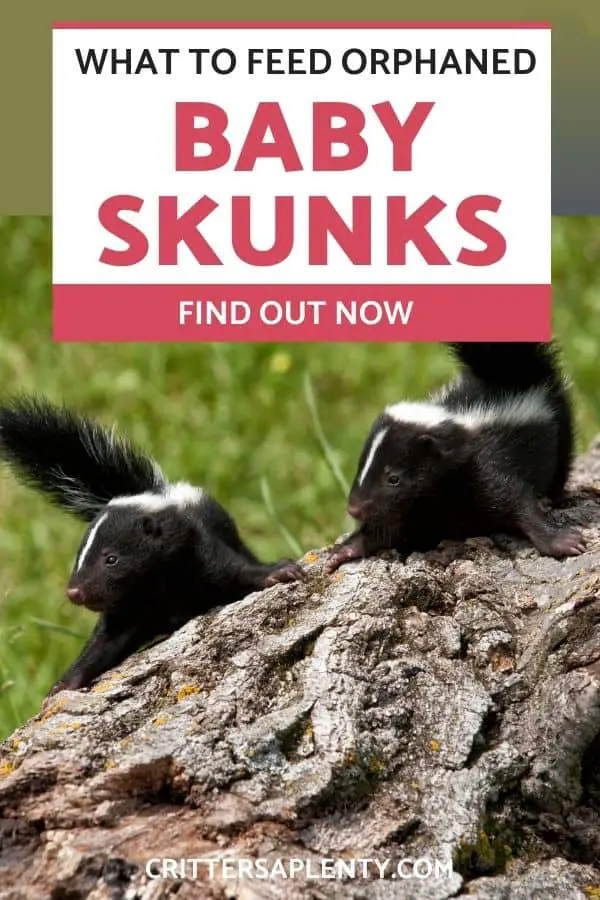 What To Feed Orphaned Baby Skunks? | Critters Aplenty